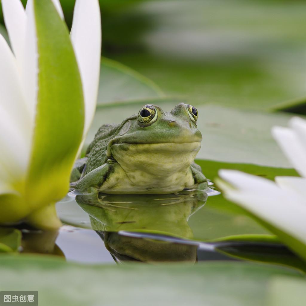 蛤蟆皮的功效 ：蛤蟆皮能防癌抗癌？医生：不要盲目听信偏方