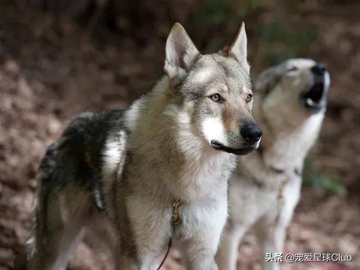 捷克狼犬简介：我是真的狗